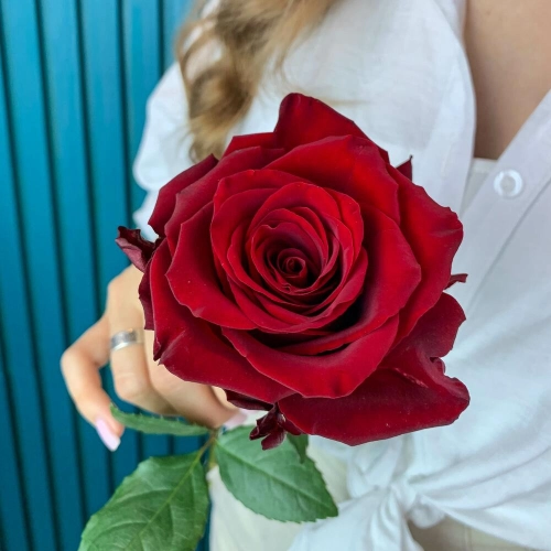 Комплимент из красной эквадорской розы – минимализм роскоши Еманжелинск Челябинская область