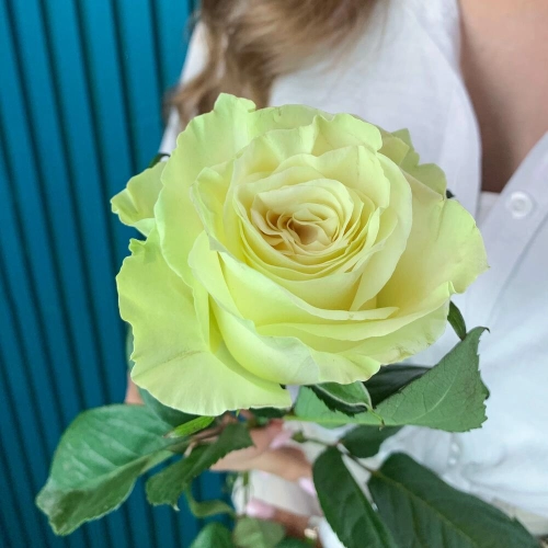 Комплимент из белой эквадорской розы – элегантность в каждом лепестке Еманжелинск Челябинская область