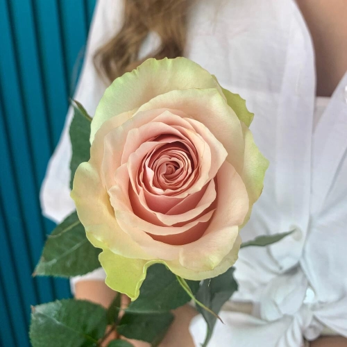 Комплимент из розовой эквадорской розы – минимализм роскоши Еманжелинск Челябинская область