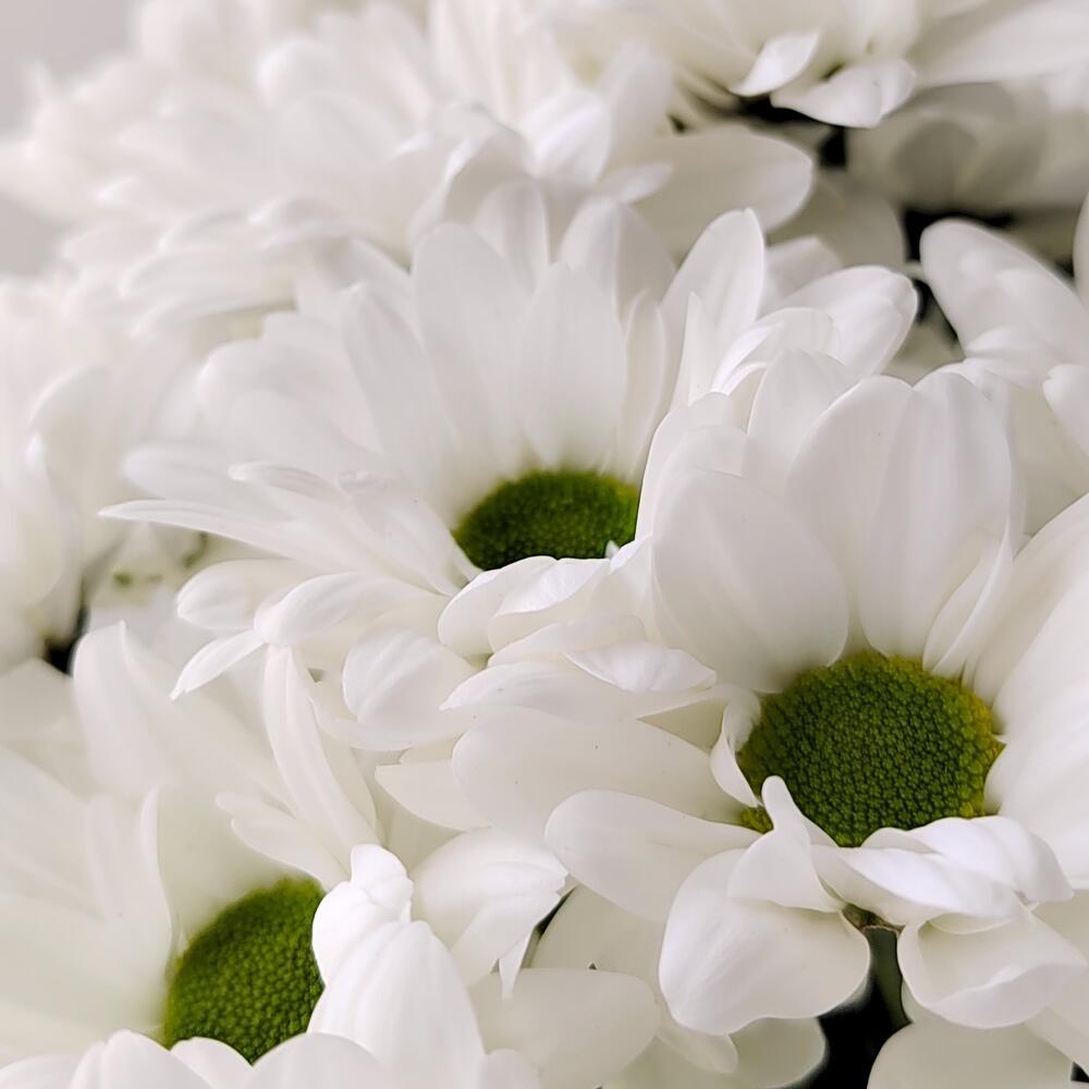 Букет «Ромашка» – 9 белоснежных хризантем в деревенском стиле Еманжелинск Челябинская область