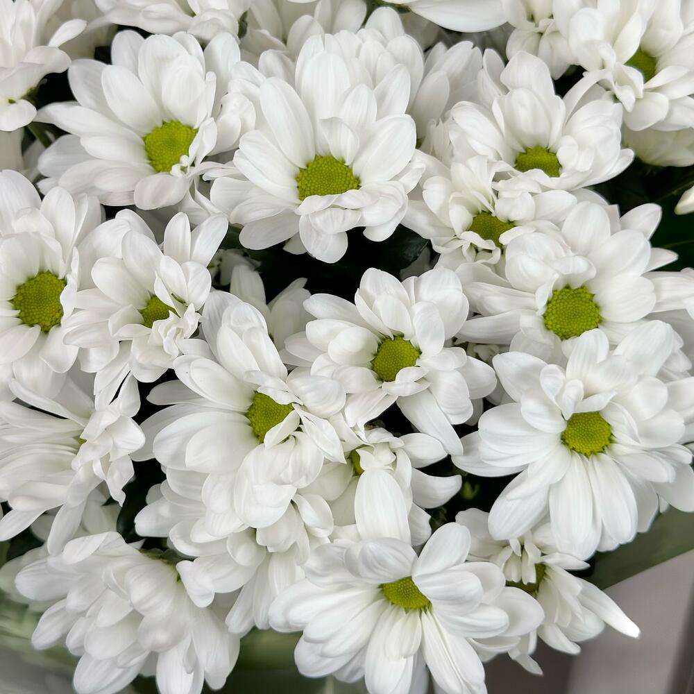 Букет «Мечты о лете» – свежесть белых хризантем Еманжелинск Челябинская область