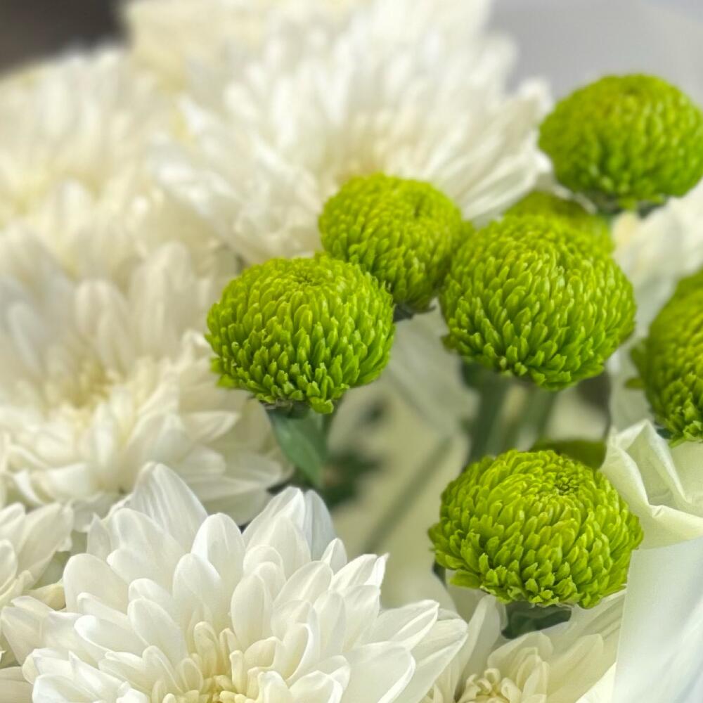 Эксклюзивный букет «Филин Грин» – сочетание белых и зеленых хризантем Еманжелинск Челябинская область