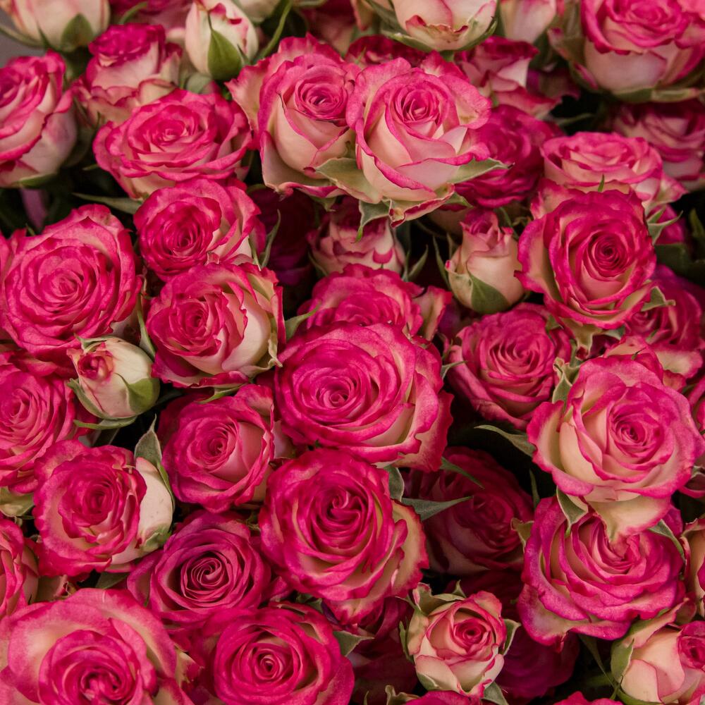 Букет «Розовый бум» – пышные кустовые розы в нежно-розовых тонах Еманжелинск Челябинская область