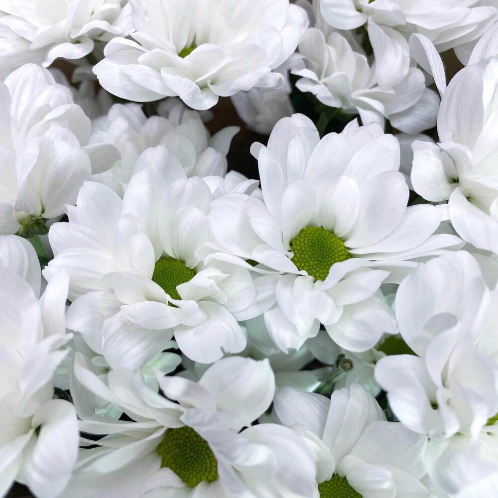 Букет из 5 белых хризантем в крафте – лаконичная элегантность Еманжелинск Челябинская область