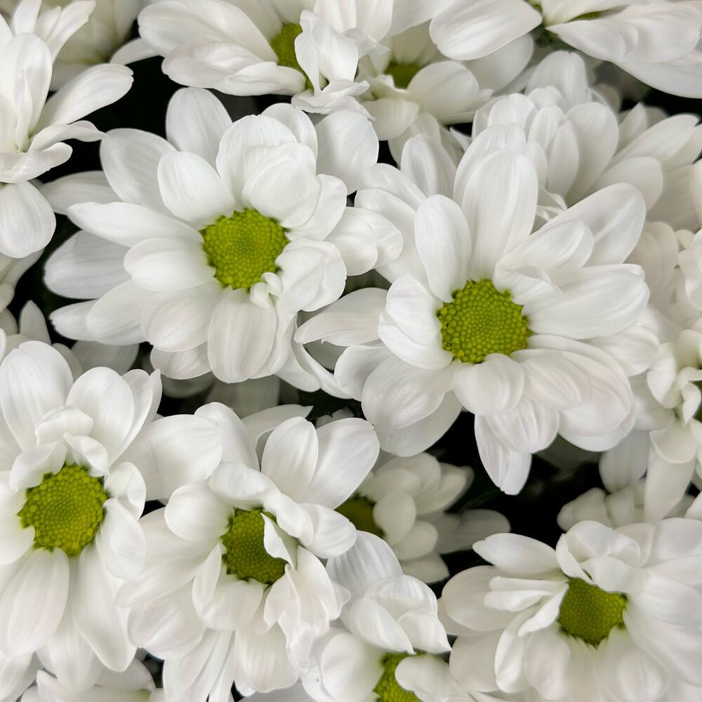 Букет «Мечты о лете» – свежесть белых хризантем Еманжелинск Челябинская область