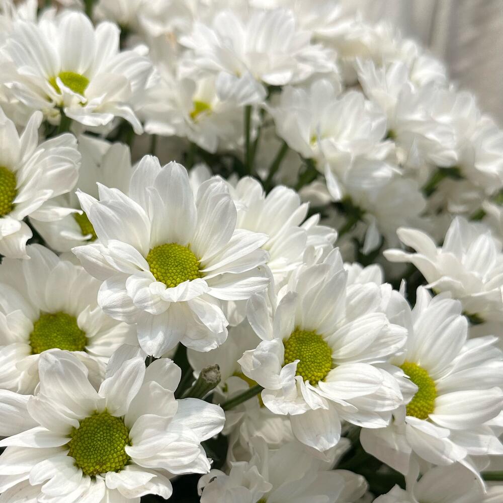 Букет «Летняя свежесть» – дыхание лета в белых хризантемах Еманжелинск Челябинская область
