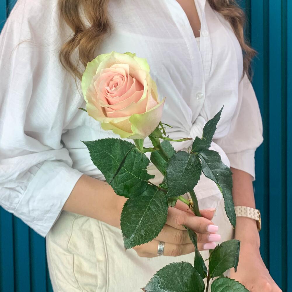 Комплимент из розовой эквадорской розы – минимализм роскоши Еманжелинск Челябинская область