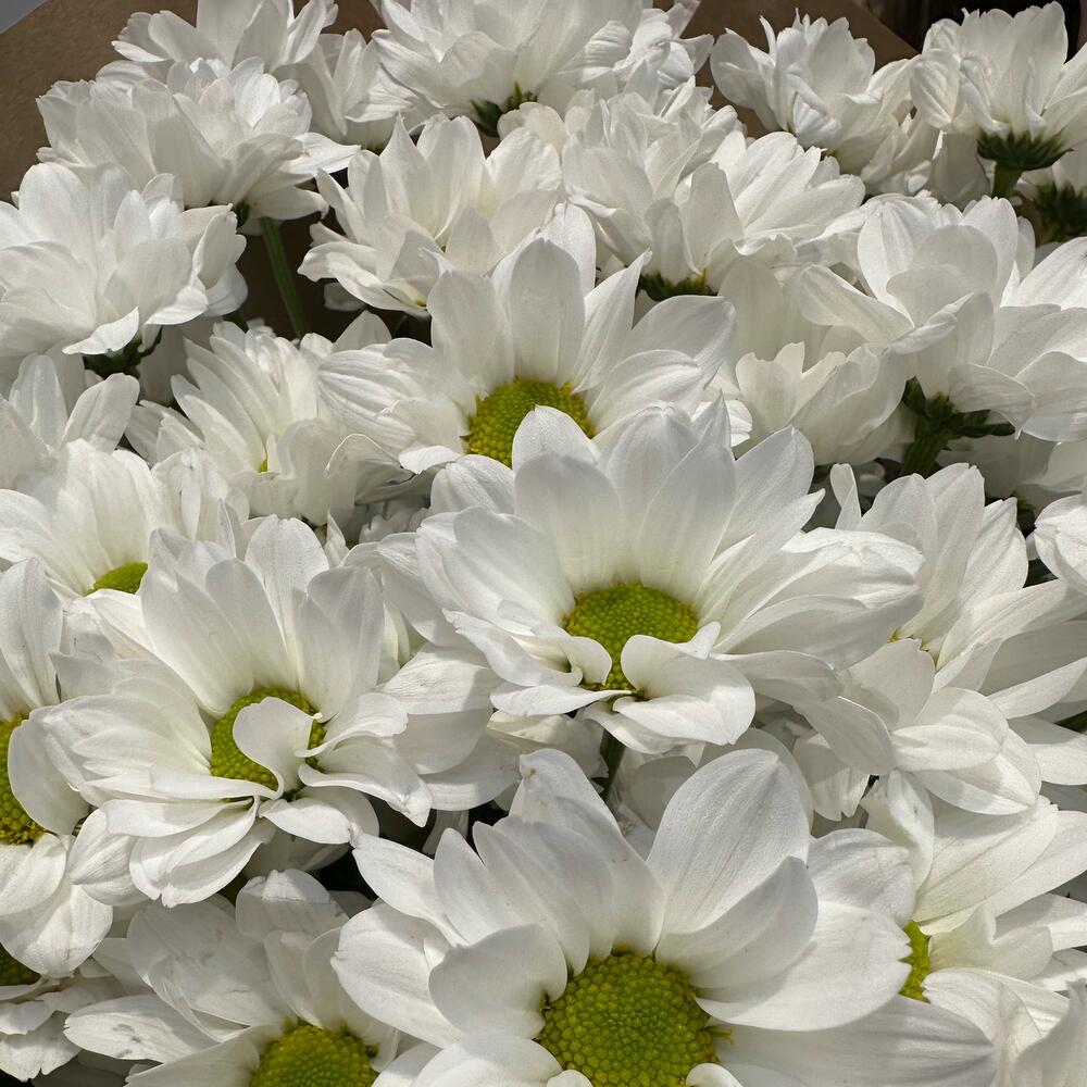 Букет «21 ромашка» – нежные белые кустовые хризантемы в натуральном стиле Еманжелинск Челябинская область