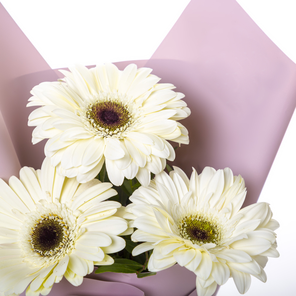 Нежный букет из 3 белых гербер – символ искренности и света Еманжелинск Челябинская область