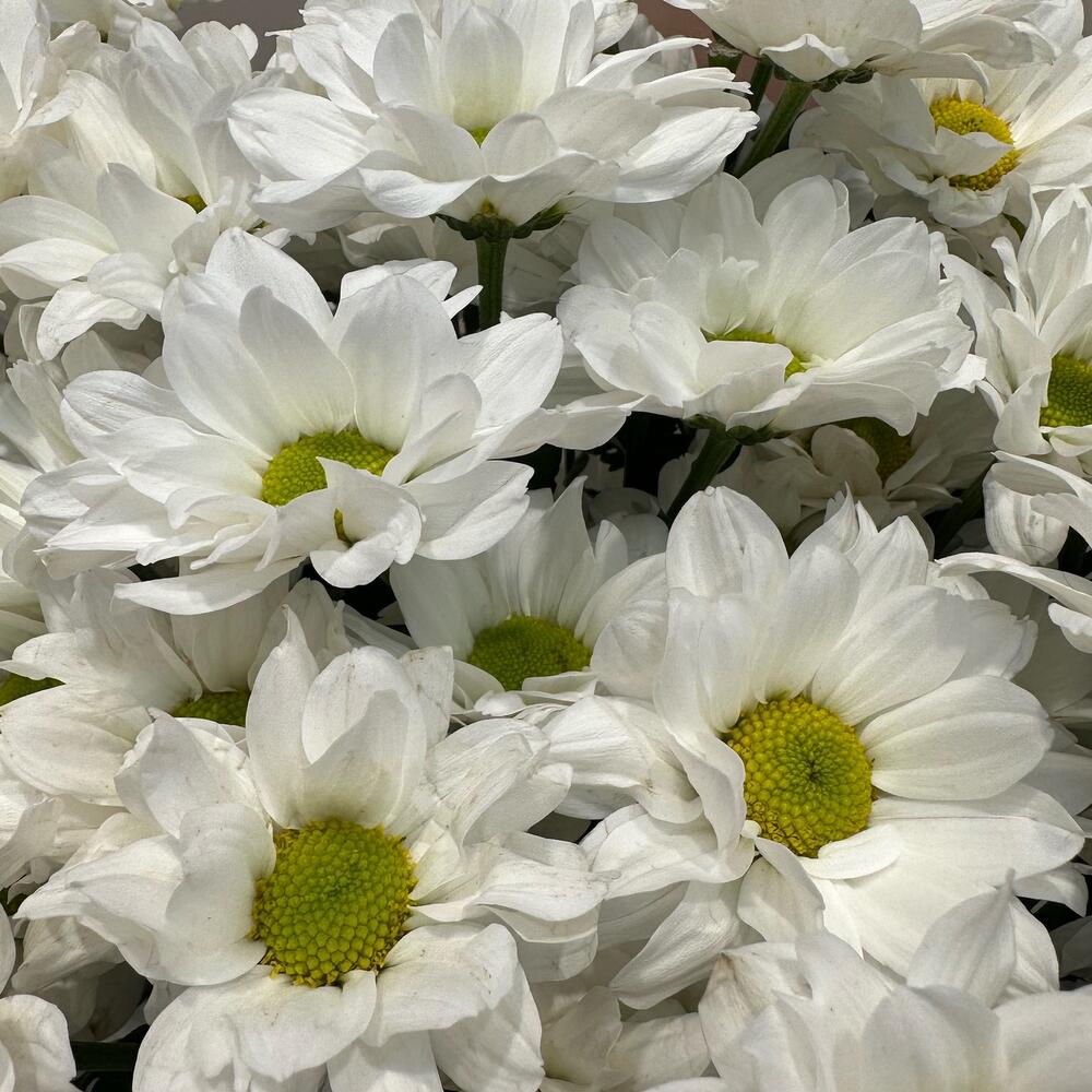 Букет «Летнее настроение» – свежесть белых хризантем Еманжелинск Челябинская область