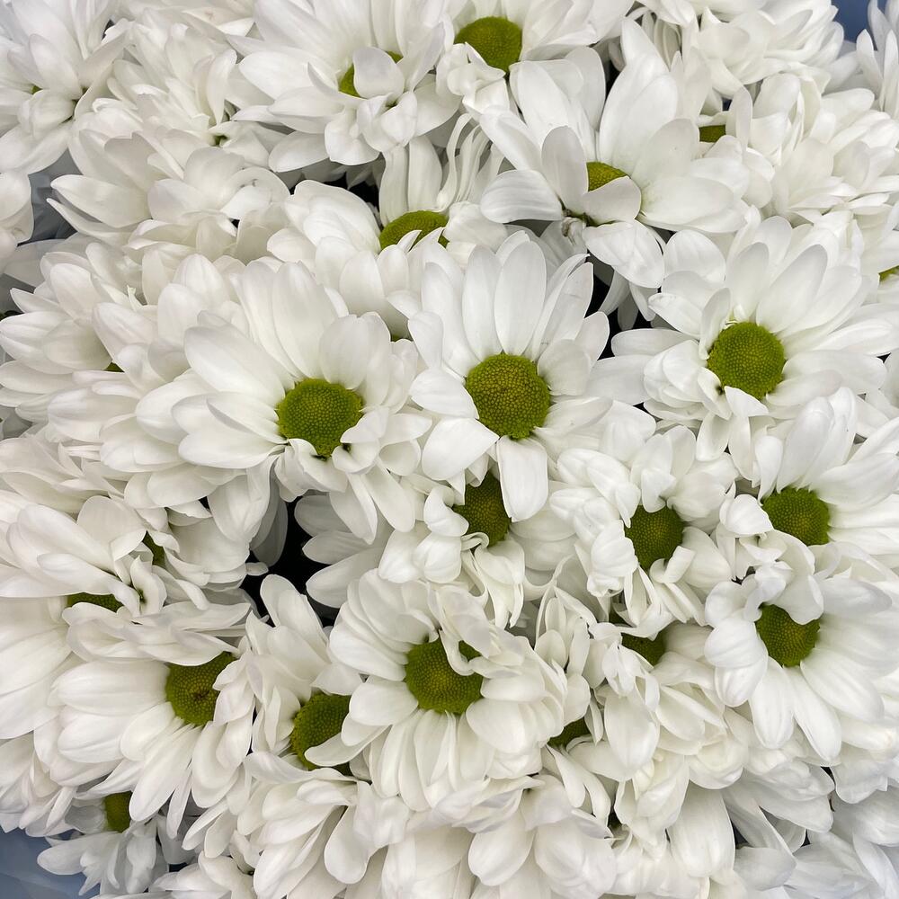 Букет «Ромашковое поле» – свежесть белых хризантем Еманжелинск Челябинская область